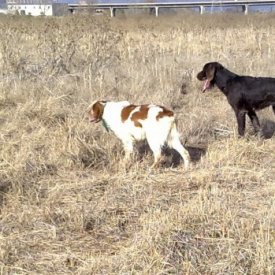 Muestra a patrón Drahthaar y Epagneul Bretón