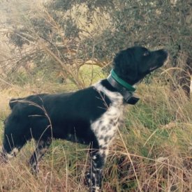 Chloe guiando perdiz