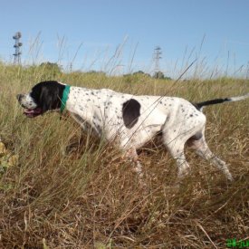 pointer guiando codorniz en verano