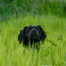 Muestra Bretona en siembra de cereal