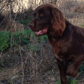 cabeza bonita laanghaar