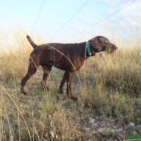 drahthaar hembra pointing