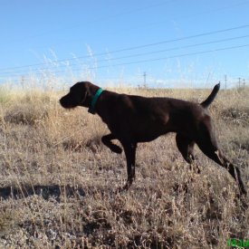 Drahthaar mostrando muy firme hembra