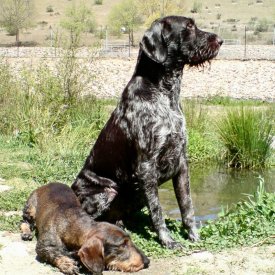 Drahthaar y teckel buena foto pero algo quemada