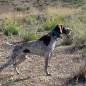 Braco Alemán mostrando con tensión