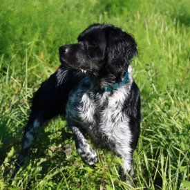 Bretona mostrando perdiz