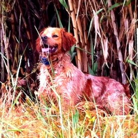 Bonito Epagneul atento