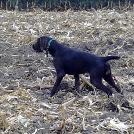 Drahthaar hembra mostrando